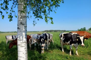 Piena svētki brīvdabā kopā ar vecākiem, 3.grupa “Taurenītis” 16